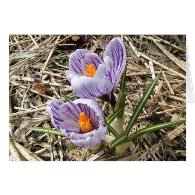 Crocus card (Front Horizontal)