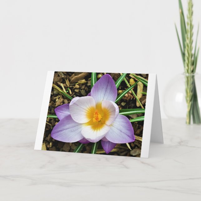 Crocus, card (Front)