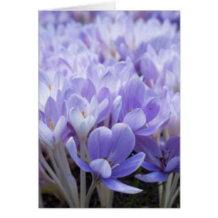 Crocus Card