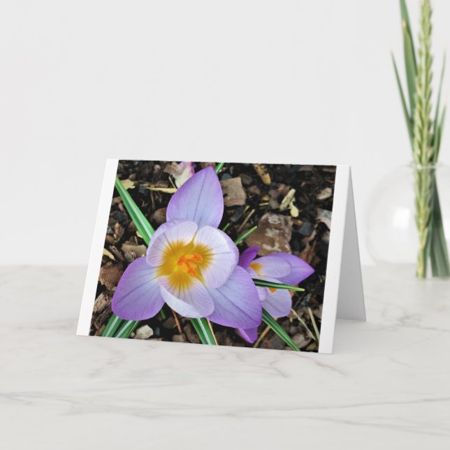 Crocus, card (Front)