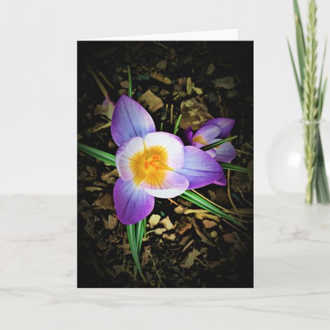 Crocus, card (Front)