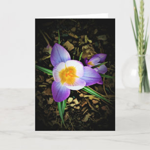 Crocus, card