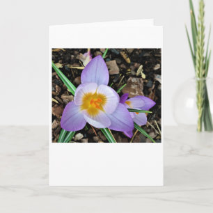 Crocus, card