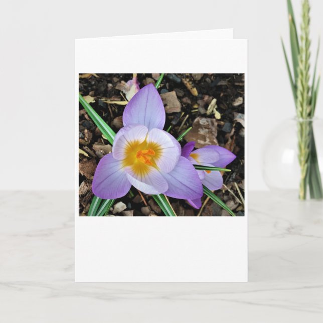 Crocus, card (Front)