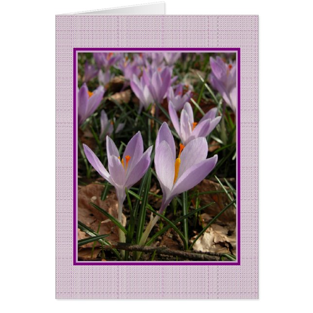 Crocus Card (Front)