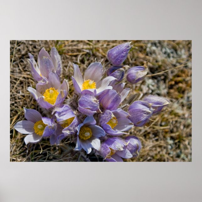 Crocus Cluster Poster (Front)