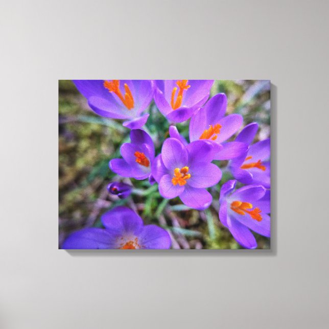 Crocus Fine Art Canvas Print (Front)