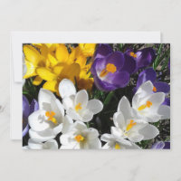 Crocus Flower Mix Floral