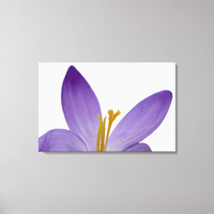 Crocus flower parts. canvas print
