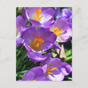 Crocus flowers.jpg postcard