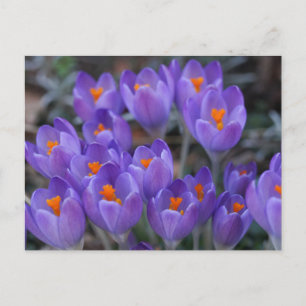 CROCUS FLOWERS POSTCARD