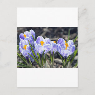 Crocus Flowers Postcard