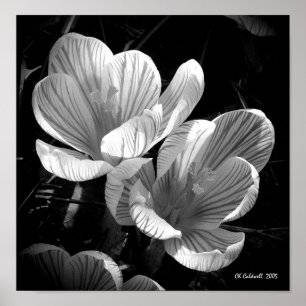 Crocus in Black and White Poster