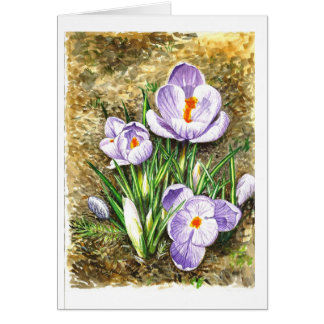 Crocus in Spring