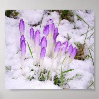 crocus in the snow poster