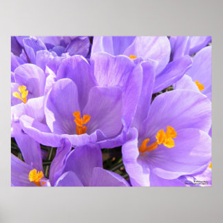 Crocus Large Print