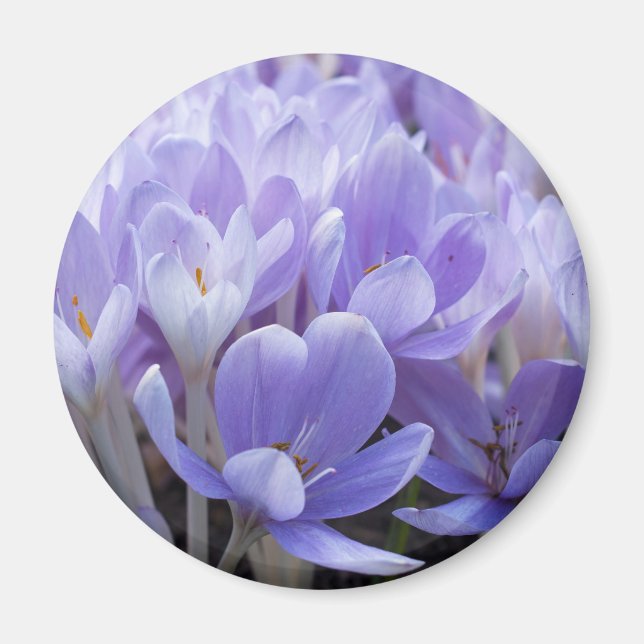 Crocus Magnet (Front)