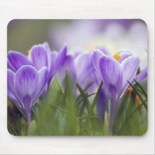 crocus mouse mat
