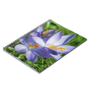 Crocus Notebook