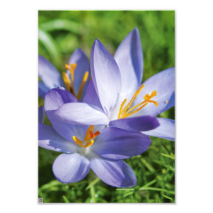 Crocus Photo Print
