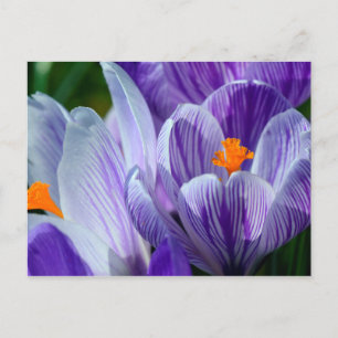 crocus postcard