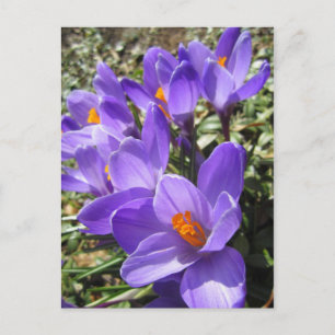 Crocus Postcard