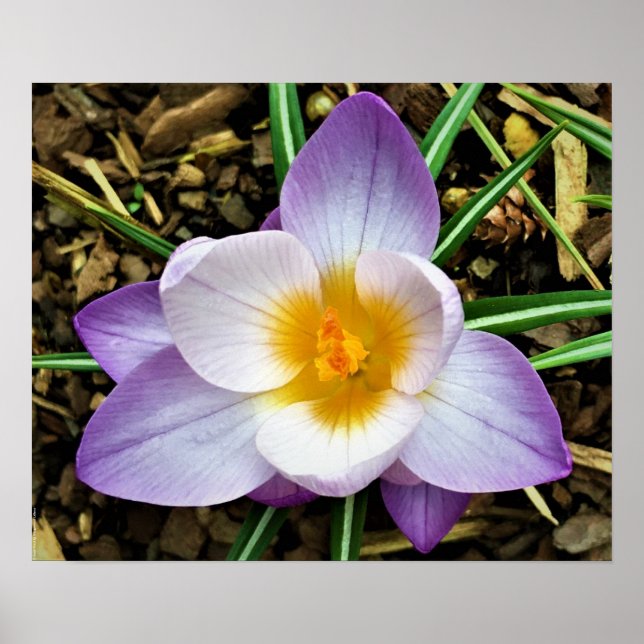 Crocus, Poster (Front)