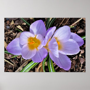 Crocus, poster
