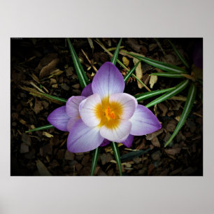 Crocus, poster