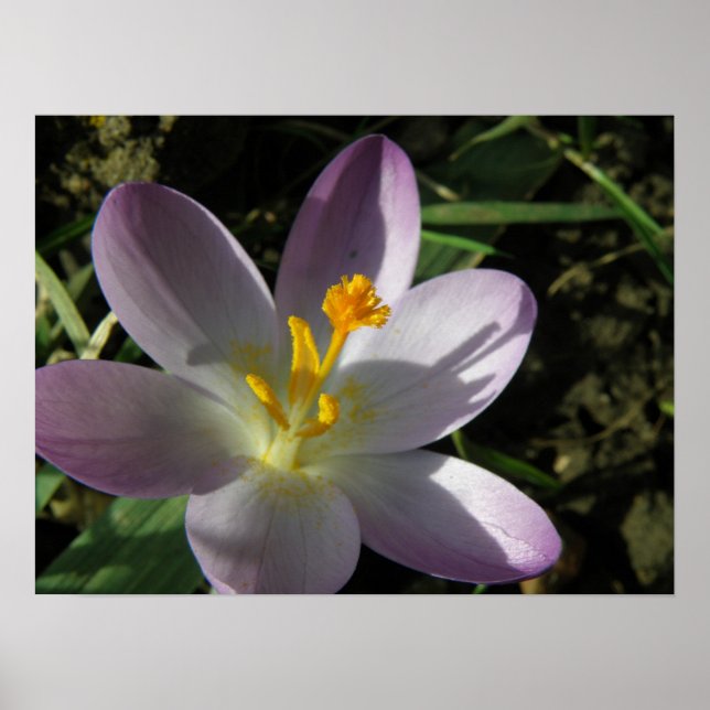 Crocus Print (Front)