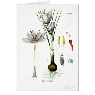 Crocus sativus