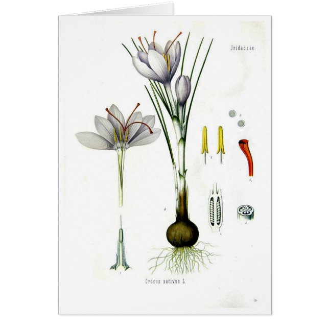 Crocus sativus (Front)