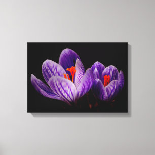 Crocus  Silhouette Canvas Print