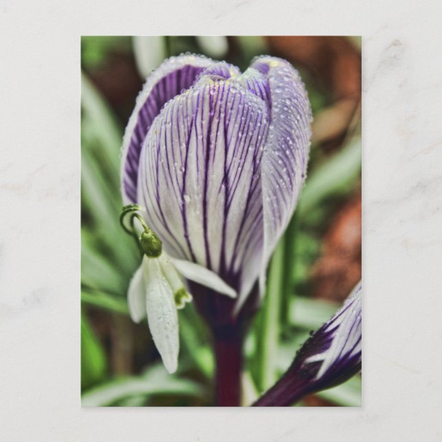 Crocus Snowdrop and water droplets Postcard (Front)