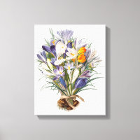 Crocus Spring Flower Botanical Floral Art