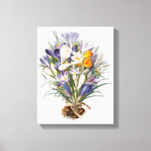 Crocus Spring Flower Botanical Floral Art Canvas Print
