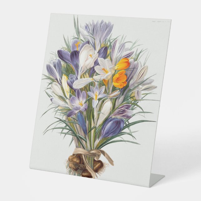 Crocus Spring Flower Botanical Floral Art Pedestal Sign (Front)