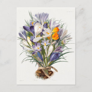 Crocus Spring Flower Botanical Floral Art Postcard