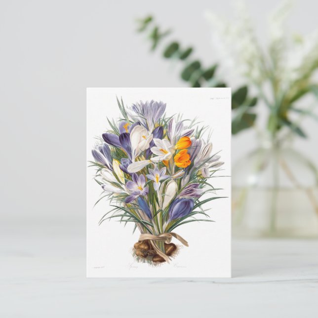 Crocus Spring Flower Botanical Floral Art Postcard (Standing Front)