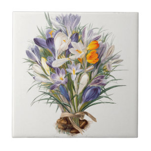 Crocus Spring Flower Botanical Floral Art Tile