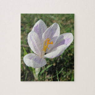 crocus, spring, flower, nature, purple, blossom, jigsaw puzzle