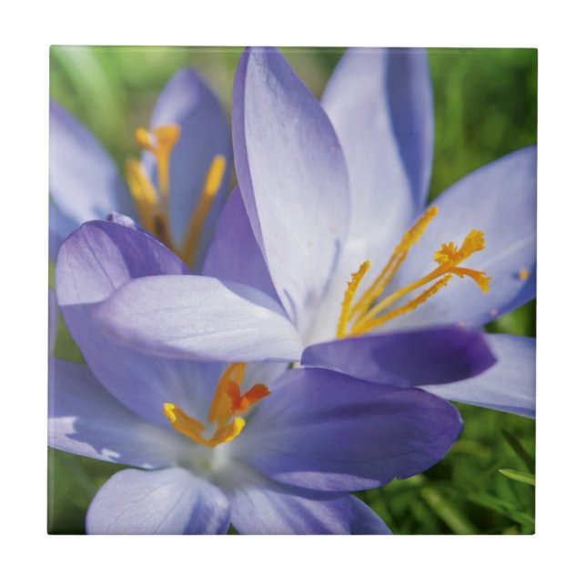 Crocus Tile (Front)
