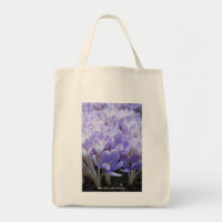 Crocus
