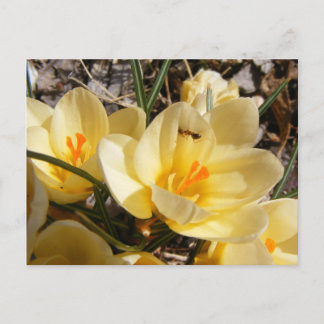 Crocus w/ant 111 ~ postcard