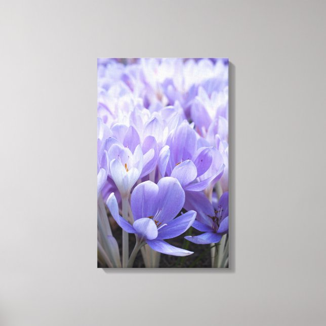 Crocus Wrapped Canvas Print (Front)