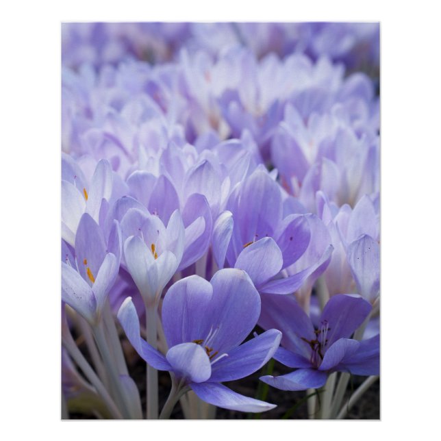 Crocus Wrapped Canvas Print (Front)
