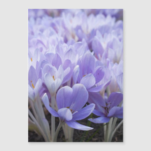 Crocus Wrapped Canvas Print