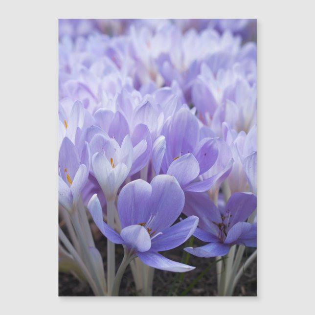 Crocus Wrapped Canvas Print (Front)