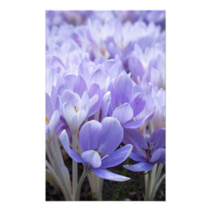 Crocus Wrapped Canvas Print