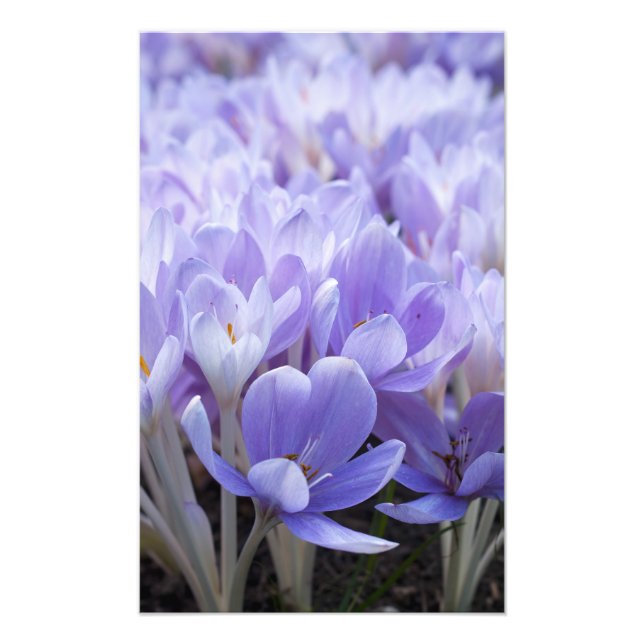 Crocus Wrapped Canvas Print (Front)